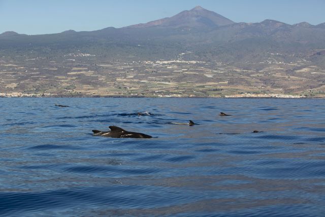 01 1 Calderones tropicales frente Fonsalia por Francis Pérez-min