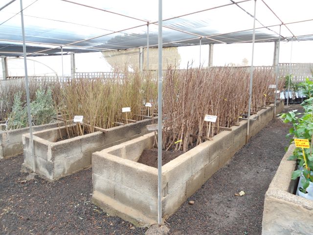 01 En marcha la campaña para entregar de árboles11