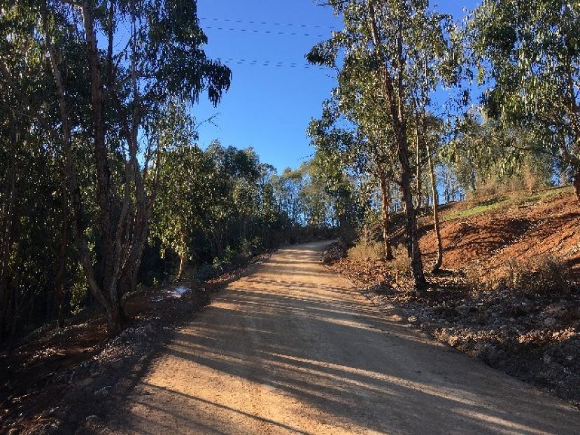 El Cabildo plantar&aacute; 1.000 &aacute;rboles en el camino de La Monta&ntilde;a de Firgas a Las Berreras despu&eacute;s de su mejora con un material ecol&oacute;gico