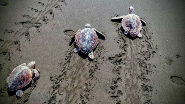 El Cabildo devuelve al mar 30 tortugas tratadas en su Centro de Recuperaci&oacute;n