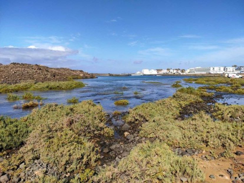 Transición Ecológica culmina un estudio sobre los saladares de Canarias