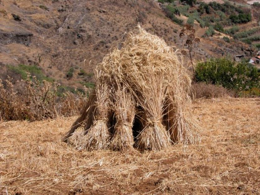 Agricultura destina ayudas valoradas en 224.000 euros para los cultivos forrajeros