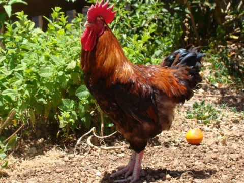 El ICIA eval&uacute;a la calidad de la carne de la gallina canaria en el mercado local