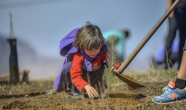 Más de 50 voluntarios colaboran en la reforestación de pinos en Tejeda