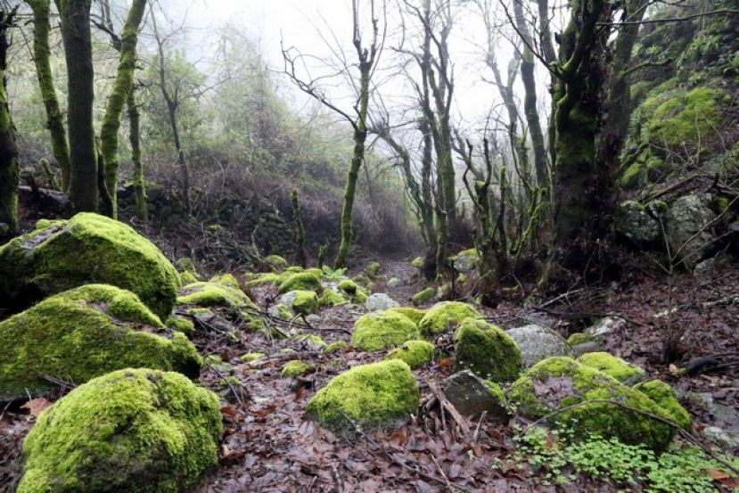 Valleseco se va de ruta por el bosque term&oacute;filo del Barranco del And&eacute;n
