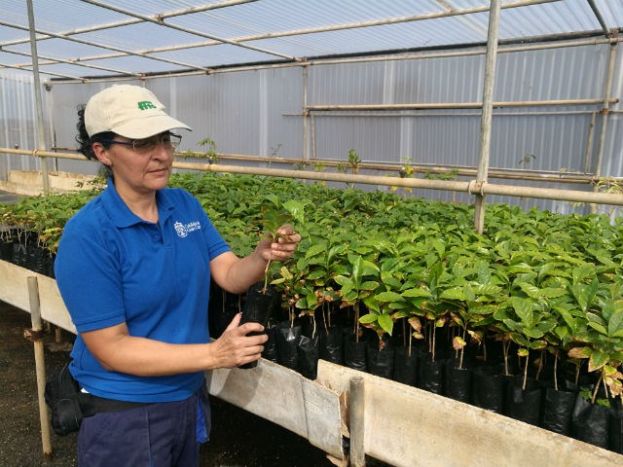 Gran Canaria se nutre cada a&ntilde;o con 6.000 plantas de caf&eacute; que se cultivan en La Granja del Cabildo para aumentar su plantaci&oacute;n