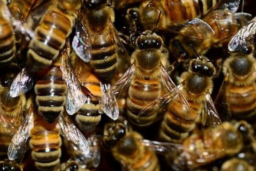 38.000 euros en ayudas para que los apicultores compren material