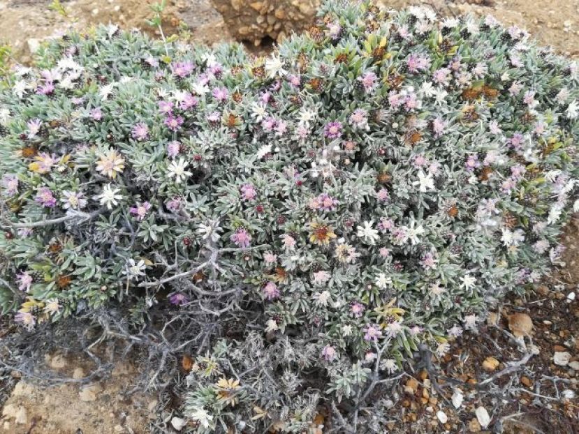 Política Territorial actúa para proteger la ‘piña de mar’ en el sur de Tenerife