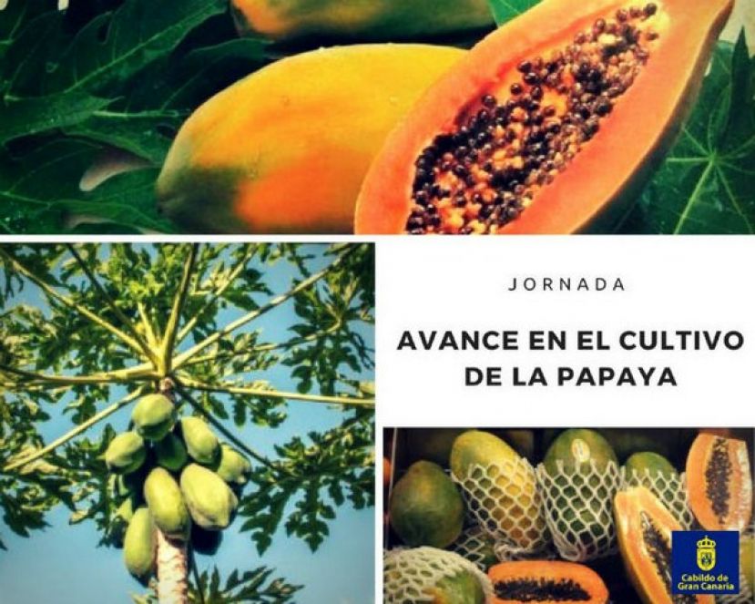 Expertos se re&uacute;nen para estudiar los avances en el cultivo de la papaya