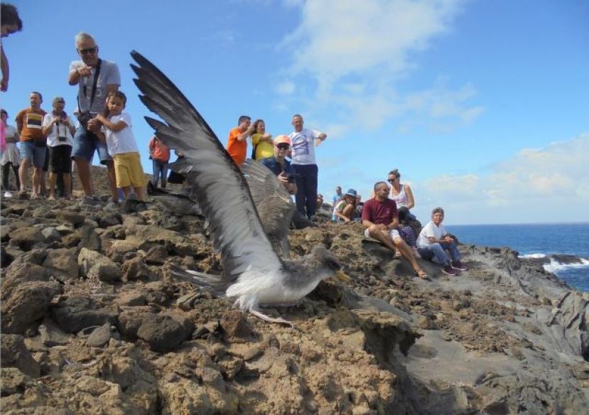 Arucas: Más de cien personas participan en la suelta de pardelas en la costa