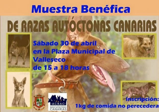 Valleseco acoge una Muestra Ben&eacute;fica de Razas Aut&oacute;ctonas Canarias