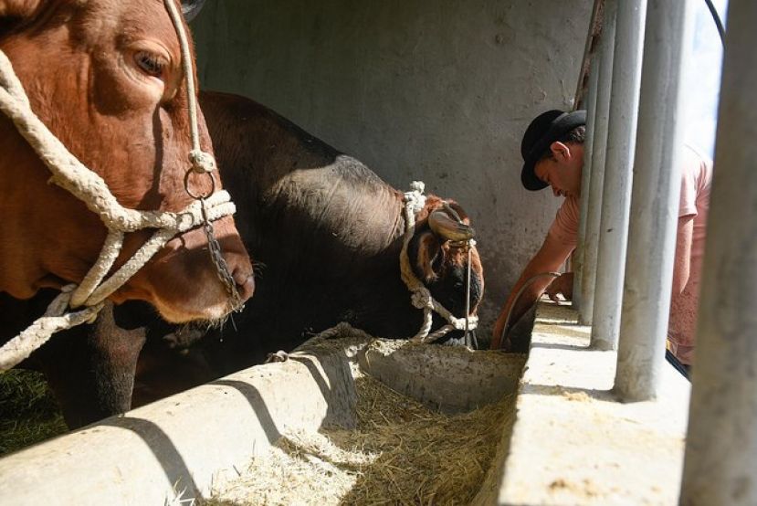 300.000 euros para mejoras sanitarias y ambientales en explotaciones ganaderas