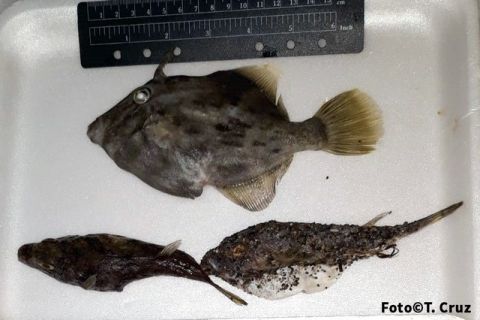 Medio Ambiente estudia el origen de los varamientos de peces