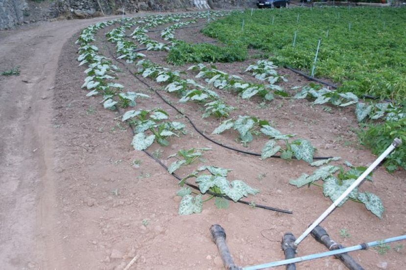 El Cabildo ayuda con 20.000 euros a agricultores y ganaderos