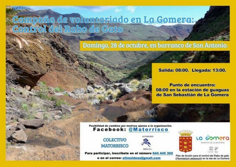El Cabildo de La Gomera realiza nuevas acciones para el control del rabo de gato