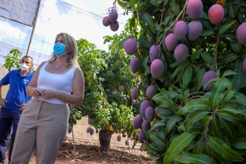 El Gobierno canario abona 4,2 millones en ayudas agroambientales a más de 1.000 agricultores y ganaderos