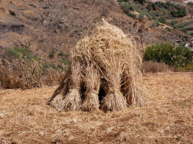 Agricultura destina ayudas valoradas en 224.000 euros para los productores de cultivos forrajeros