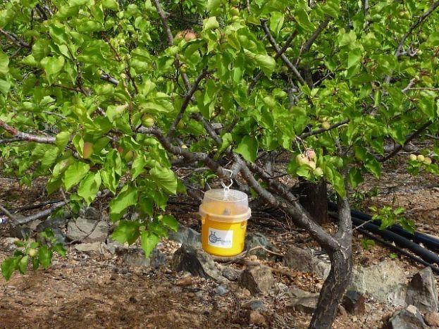 El Cabildo entrega m&aacute;s de 2.800 mosqueros para el control de la mosca de la fruta y 47 litros de insecticida ecol&oacute;gico contra el pulg&oacute;n negro