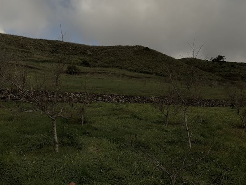 Convenio que mantiene a Canarias como la reserva genética de olmos para todo el país