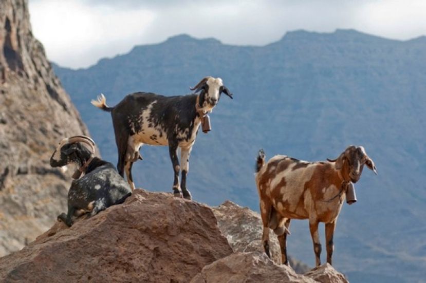 Joni L&oacute;pez rescata el valor de las marcas empleadas para identificar la propiedad de la caba&ntilde;a ganadera en Gran Canaria