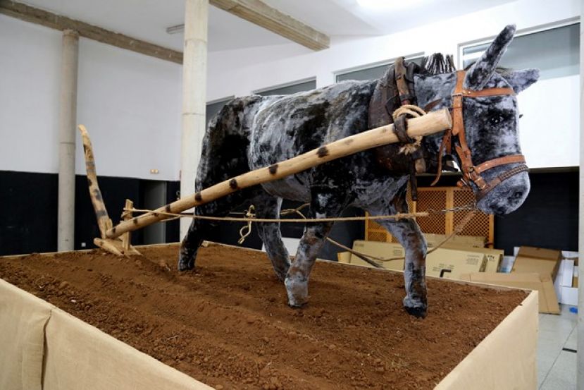 Valleseco: El Arado tirado por un burro imagen en la Romería del Pino
