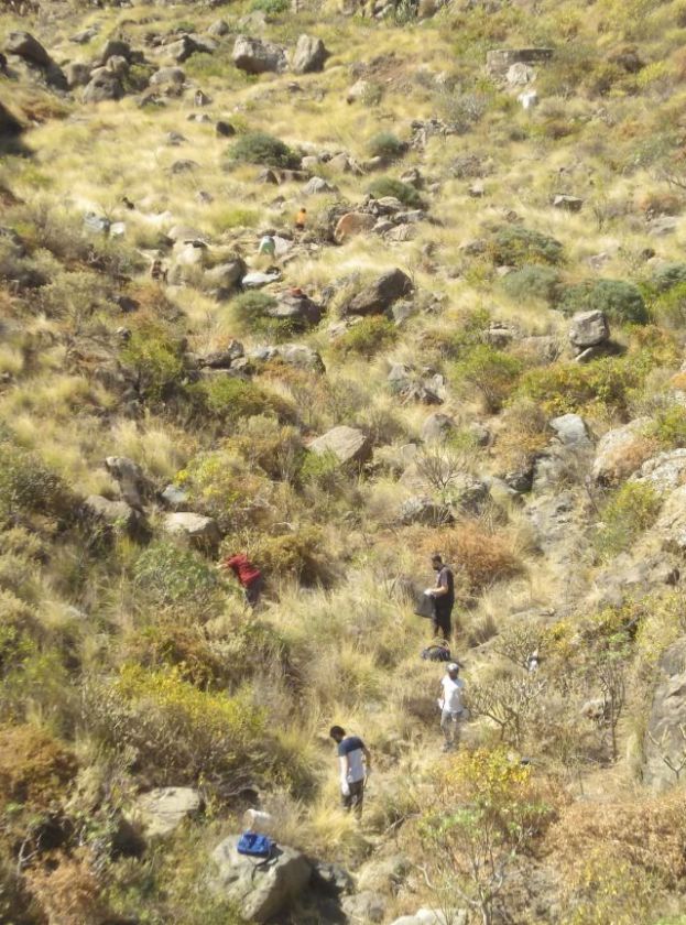 EcoAcci&oacute;n medioambiental de control de rabo de gato y limpieza en El Agazal, G&aacute;ldar