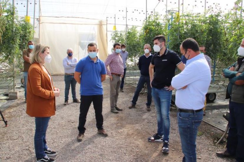 Vanoostende visitó varias fincas de tomate en La Aldea afectadas por el hongo mildiu