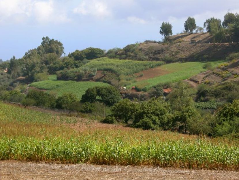 Agricultura convoca ayudas a los productores de cultivos forrajeros