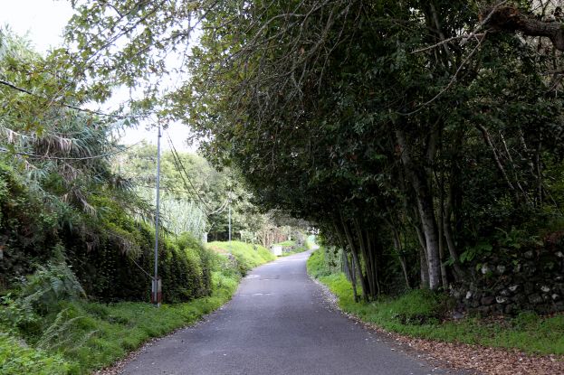 Valleseco: Cortes de tr&aacute;fico por la poda de &aacute;rboles