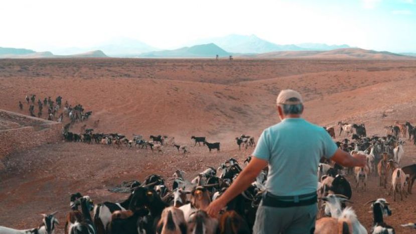 El Gobierno canario abona 1,5 millones a los ganaderos productores de leche