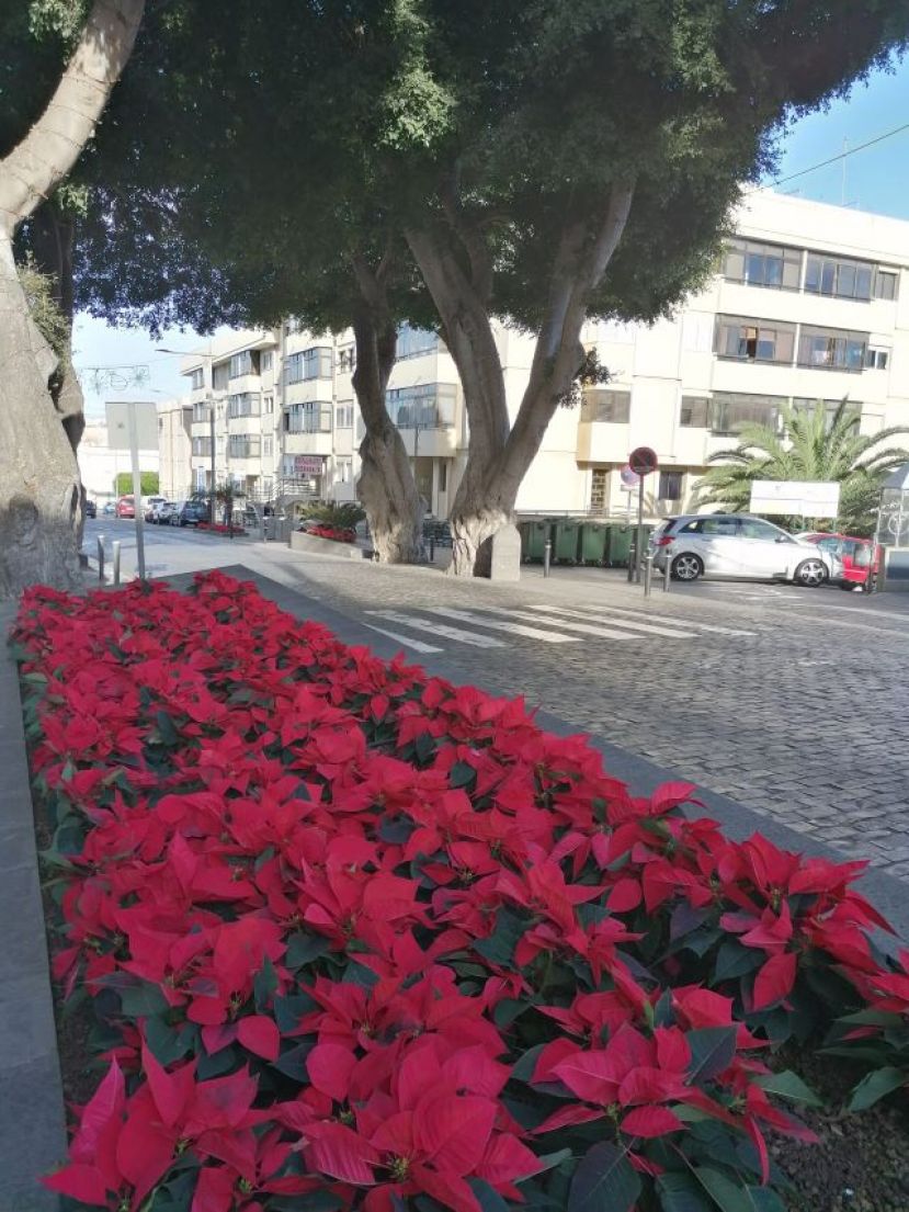 Guia: El Ayuntamiento planta 3.000 flores de pascua en las calles y plazas en Navidad