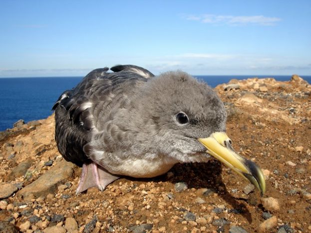 Protocolo ante los avisos de pollos de Pardela Cenicienta 2015