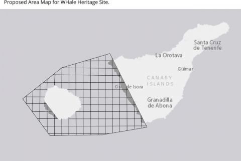 Preocupación por la protección de los cetáceos en el suroeste de Tenerife