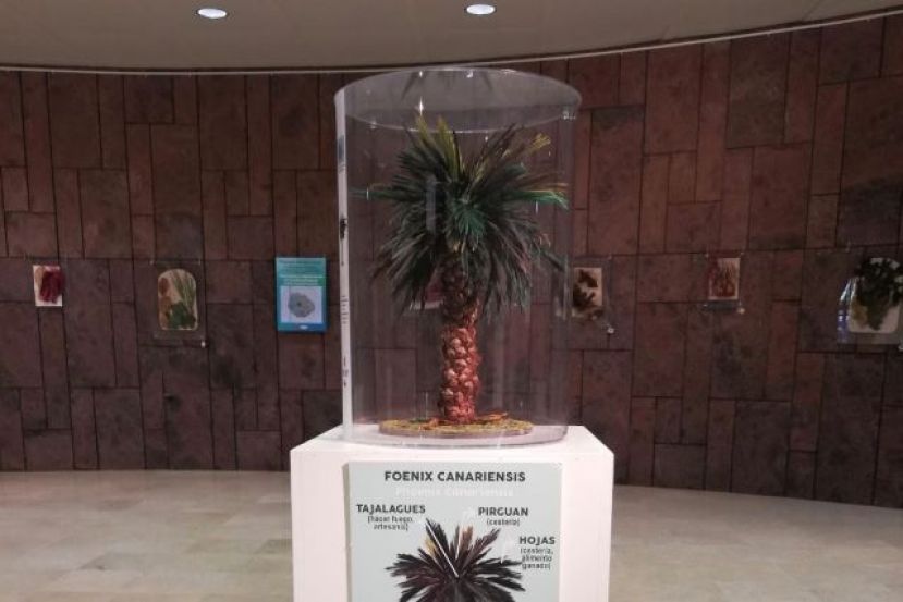 La Gomera: Muestra sobre el tratamiento y preservaci&oacute;n de flora end&eacute;mica