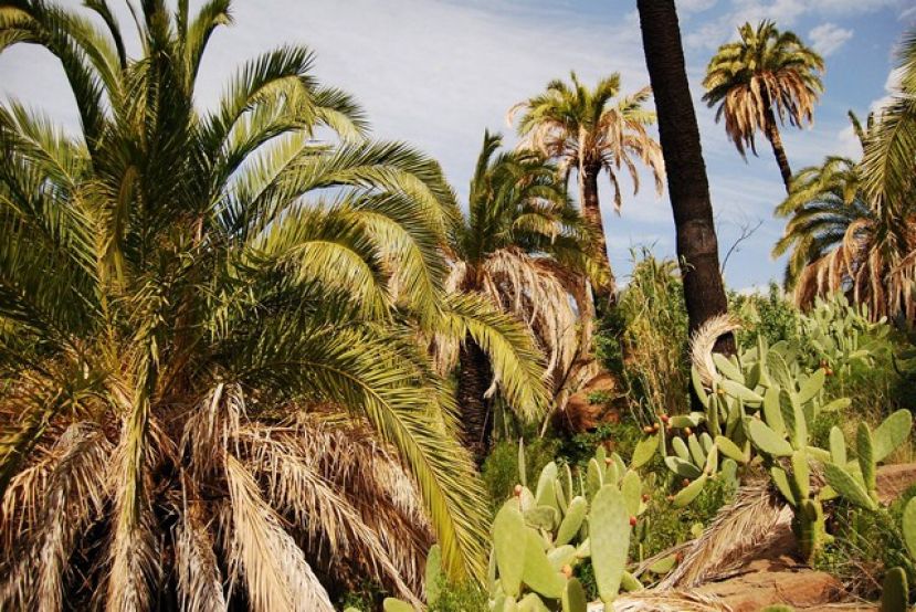 La Aldea: Ruta Natural&iacute;stica Guiada entre la Degollada de Veneguera y La Vistilla