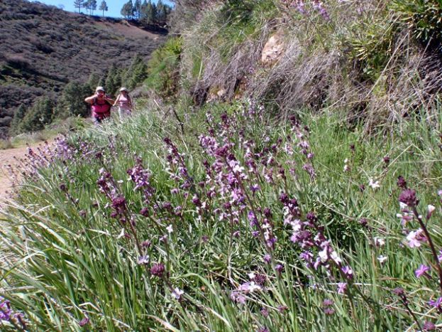 Valleseco: Ruta de Senderismo por la Reserva Natural de Los Marteles