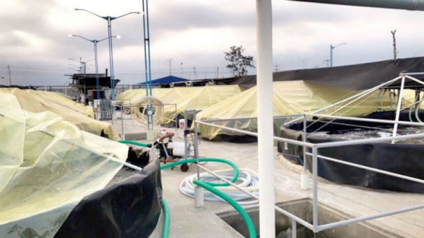 Gran Canaria destaca en el Congreso Mundial de Acuicultura de Ecuador