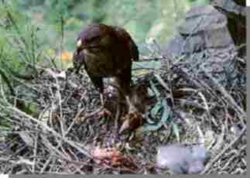 El Cabildo localiza un cad&aacute;ver de aguililla con heridas de perdig&oacute;n