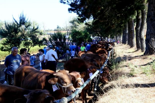 Domingo de tradiciones y r&eacute;cord en Valleseco y regalo de piensos de Haricana