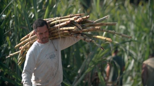 Un documental indaga en el cultivo del az&uacute;car en los siglos XV y XVI