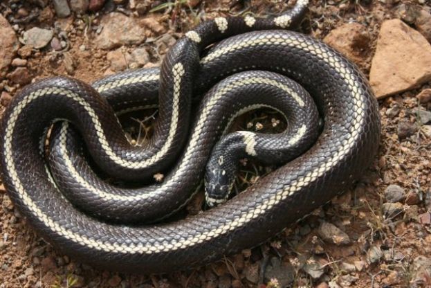 Gobierno canario y Cabildo de GC ofrecen formaci&oacute;n sobre la culebra real