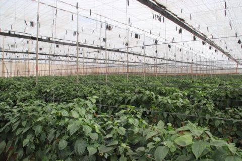 El Gobierno canario convoca ayudas de 3,4 millones para seguros agrarios combinados