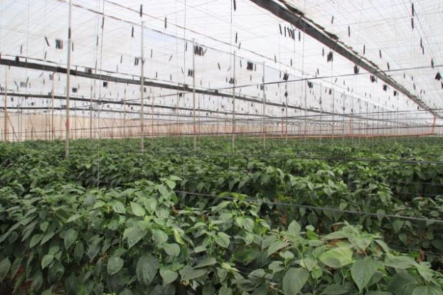 El Gobierno canario convoca ayudas de 3,4 millones para seguros agrarios combinados