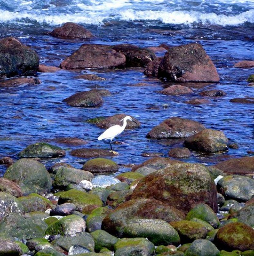 La Aldea, un paraíso también para las aves