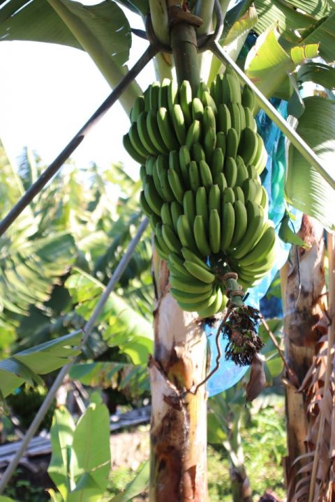 El Gobierno de Canarias abona 74,8 millones de euros a los productores de pl&aacute;tano con IGP y tomate de exportaci&oacute;n