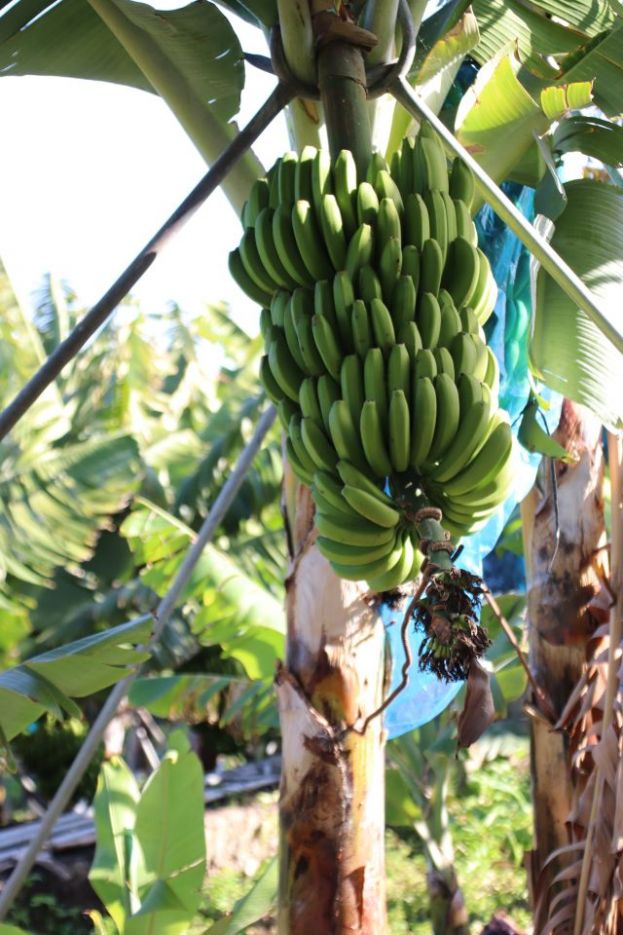 El Gobierno de Canarias abona 74,8 millones de euros a los productores de plátano con IGP y tomate de exportación