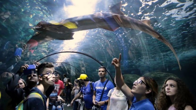 El D&iacute;a Mundial de los Oc&eacute;anos,celebrado en el Acuario "Poema del Mar"