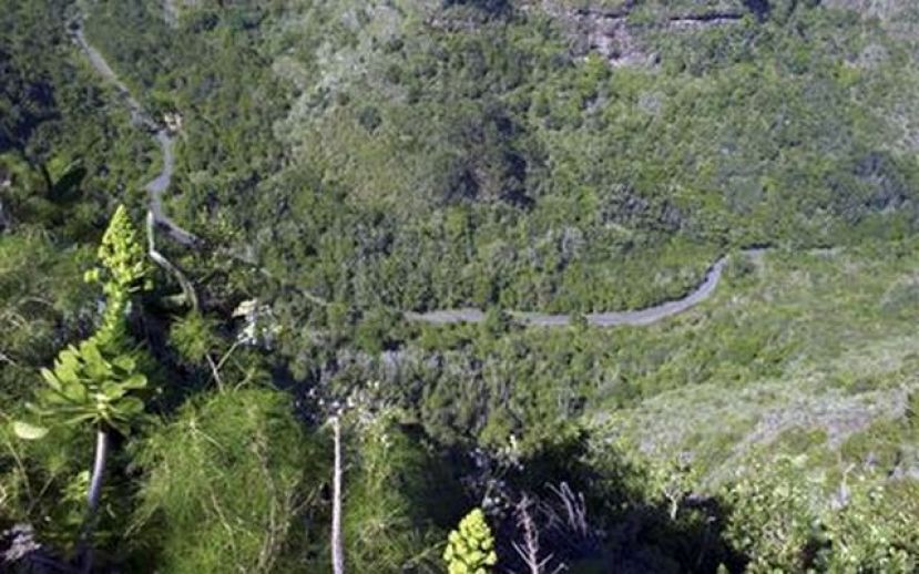 El Cabildo grancanario cierra parte del sendero de Los Tilos de Moya