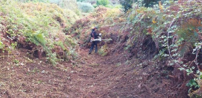 El Cabildo plantar&aacute; 8.000 &aacute;rboles en las ocho mayores fincas del norte de Gran Canaria
