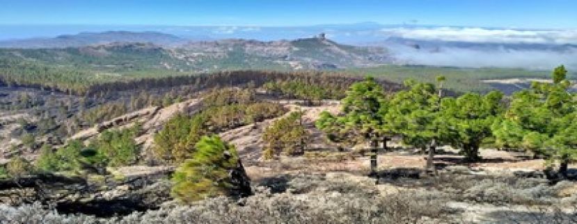Un millar de personas para plantar 3.000 &aacute;rboles en el D&iacute;a del &Aacute;rbol de Gran Canaria